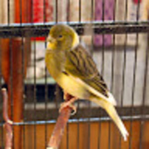 Meet your Posher, Heidi